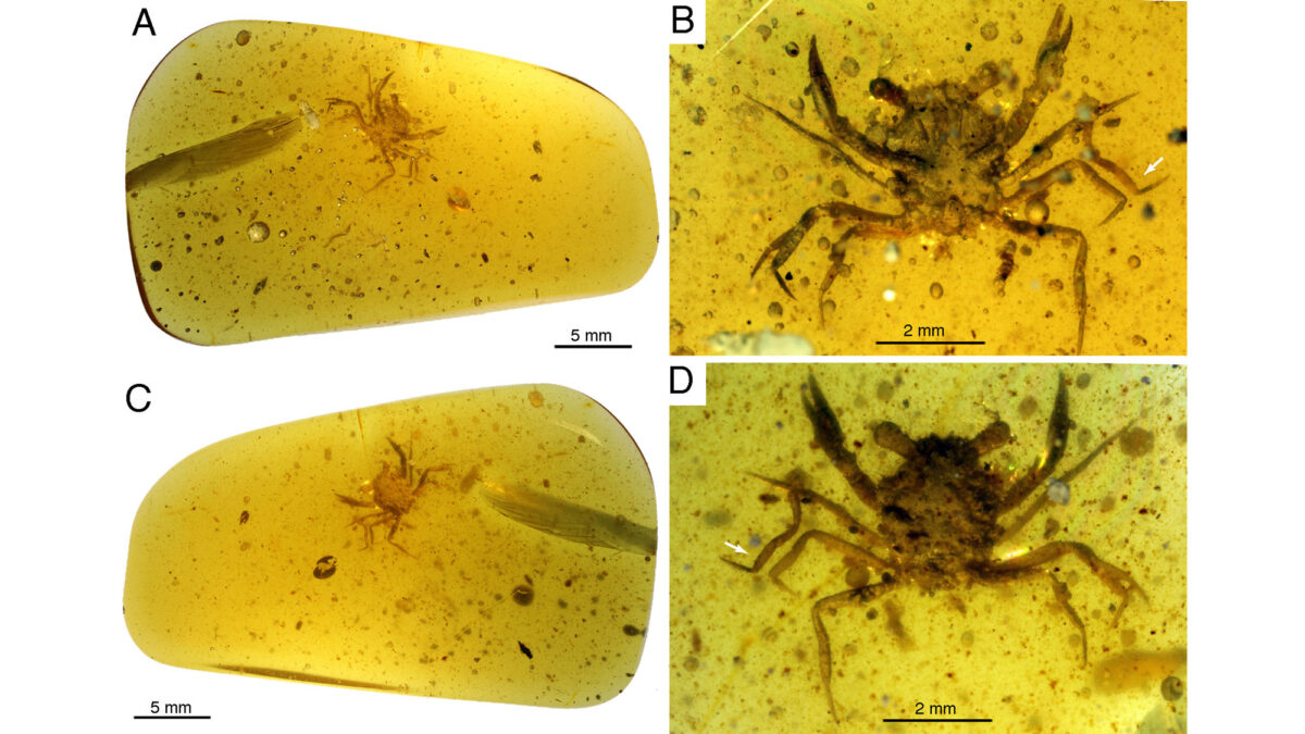 Καβουράκι ηλικίας 100 εκατομμυρίων ετών βρέθηκε σε κεχριμπάρι