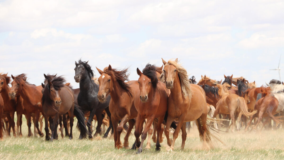 Άλογα στην Ευρασιατική στέπα (πηγή εικόνας: Ludovic Orlando).