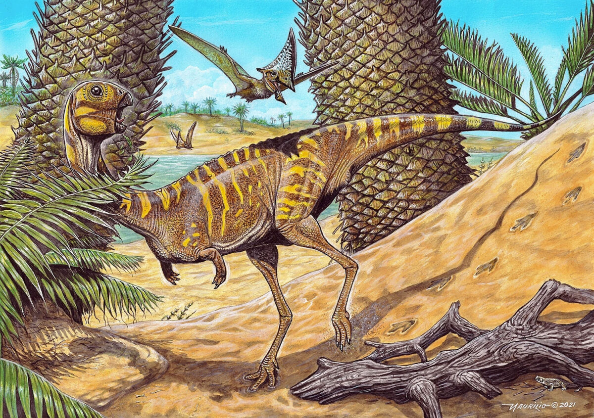 Εικαστική αναπαράσταση του δεινόσαυρου Berthasaura leopoldinae (φωτ.: de Souza et al).