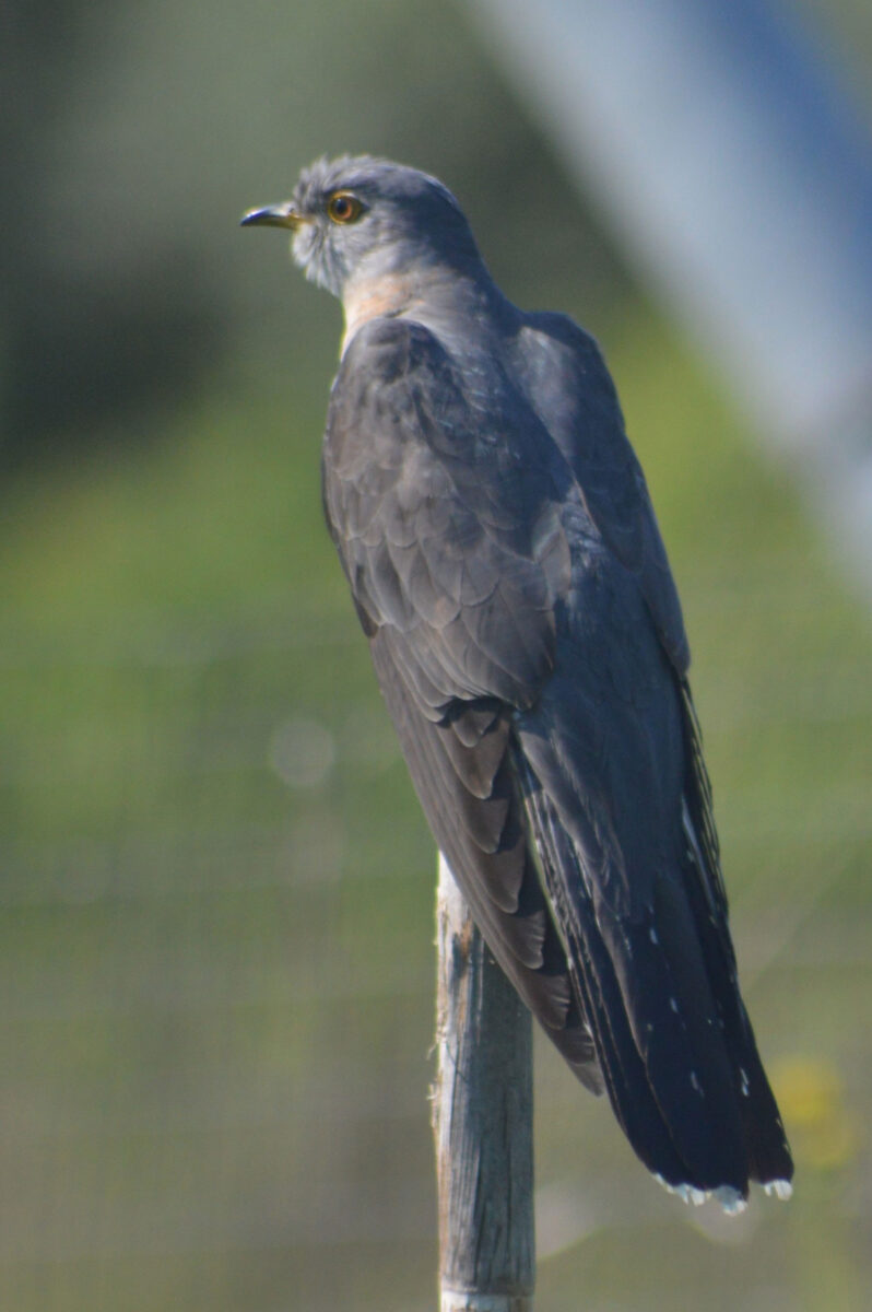 Από το βιβλίο «Στα μονοπάτια της Ακρόπολης» (φωτ.: Γρηγόρης και Λάμπρος Τσούνης).