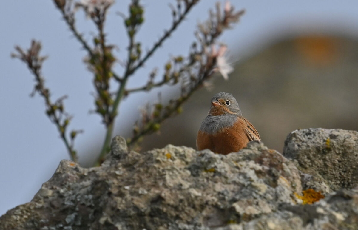 Φρυγανοτσίχλονο (πηγή εικόνας: Μουσείο Φυσικής Ιστορίας Απολιθωμένου Δάσους Λέσβου).