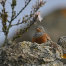 Εξορμήσεις στα Πάρκα του Απολιθωμένου Δάσους