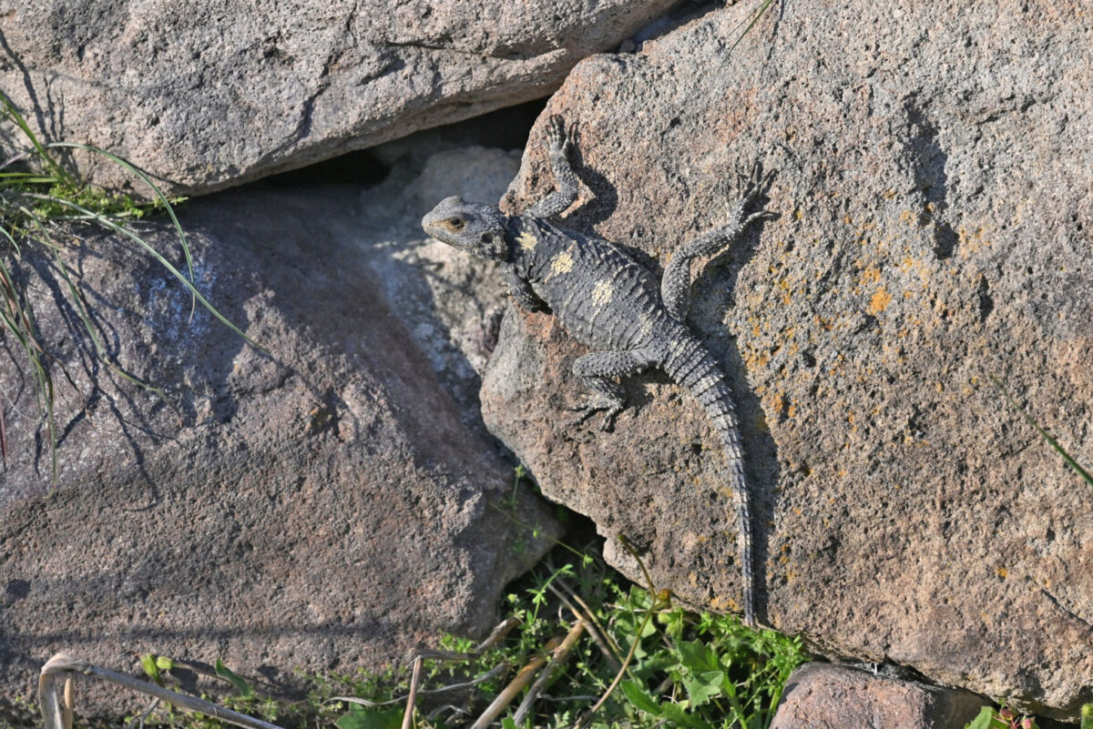 Κροκοδειλάκι (πηγή εικόνας: Μουσείο Φυσικής Ιστορίας Απολιθωμένου Δάσους Λέσβου).