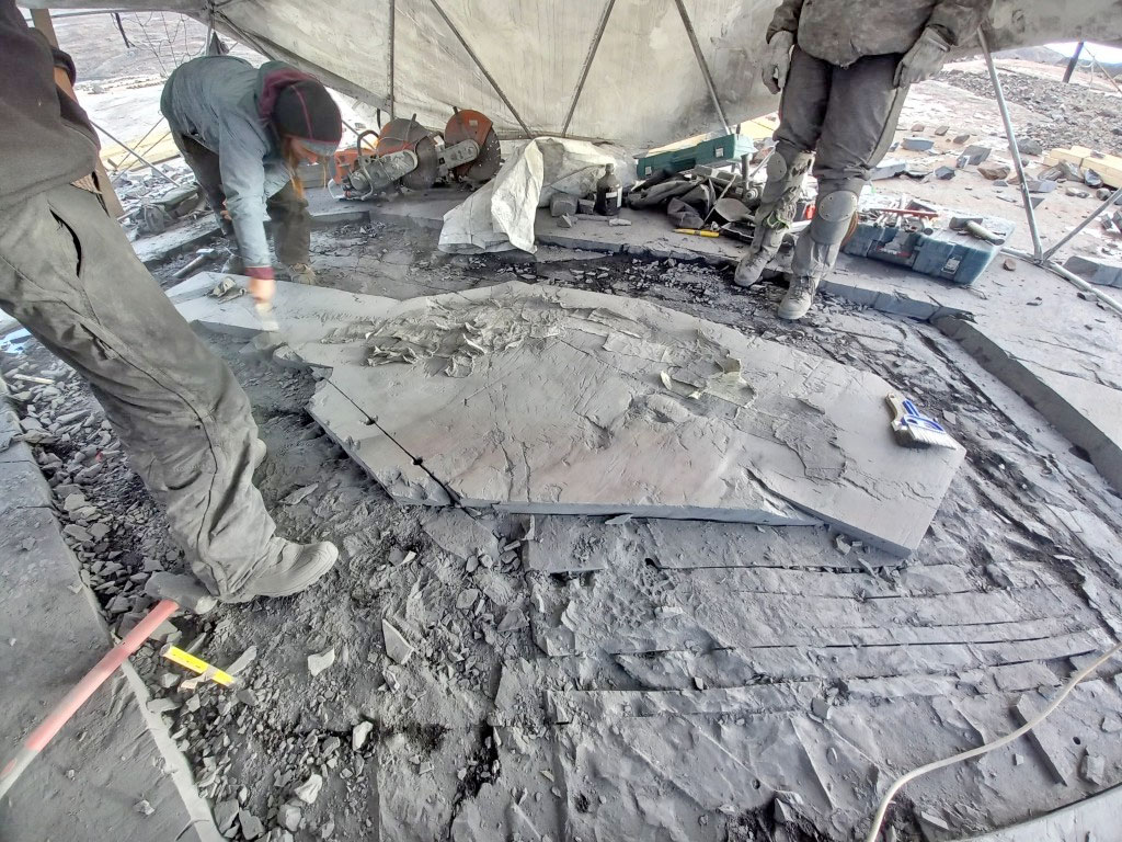 Προετοιμασία του απολιθώματος για την απόσπαση και τη μεταφορά του (φωτ.: Centro de Investigación GAIA Antártica, Universidad de Magallanes).