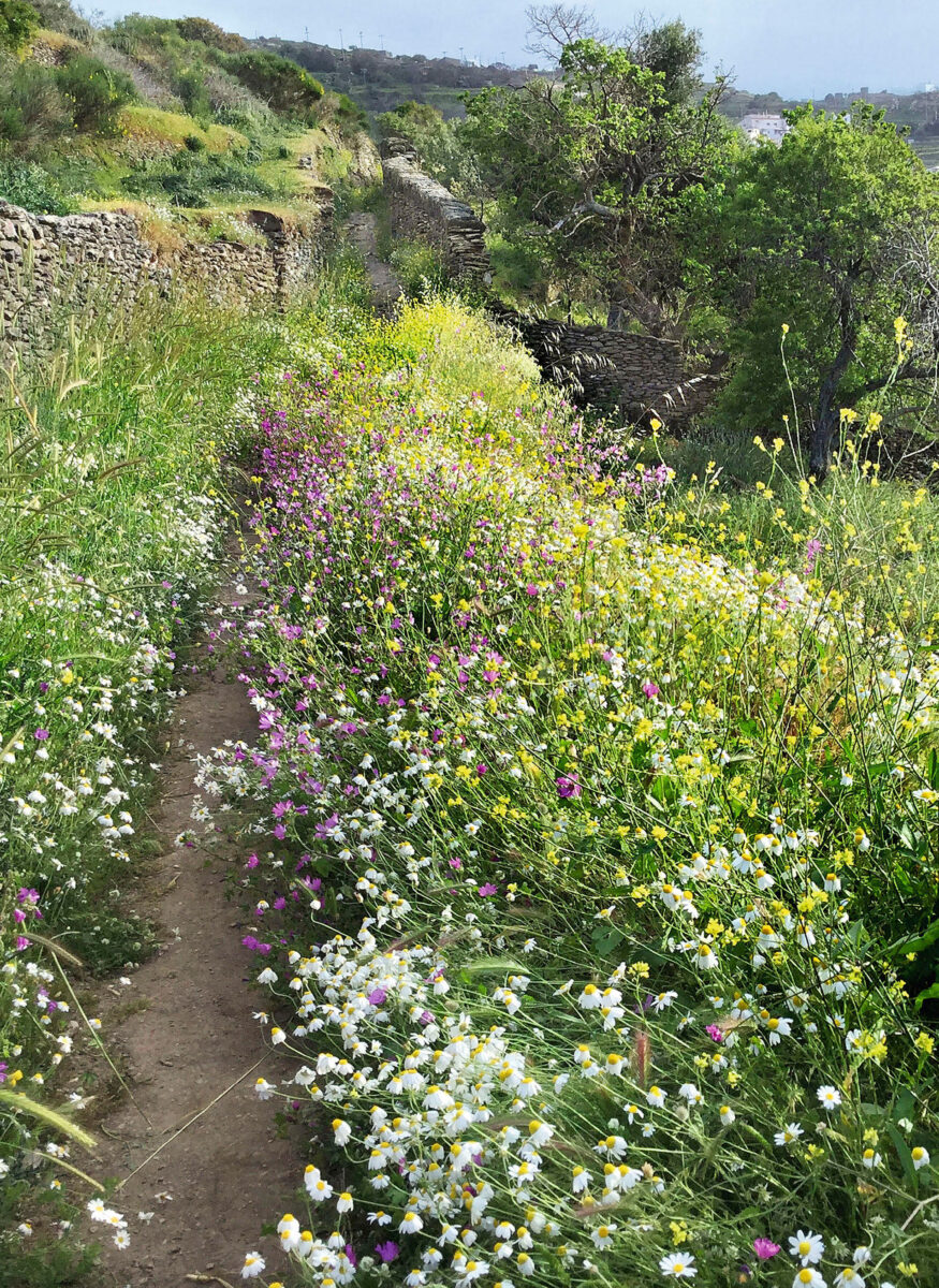 Αγριολούλουδα στην Κέα. Πηγή εικόνας: ΑΠΕ-ΜΠΕ.