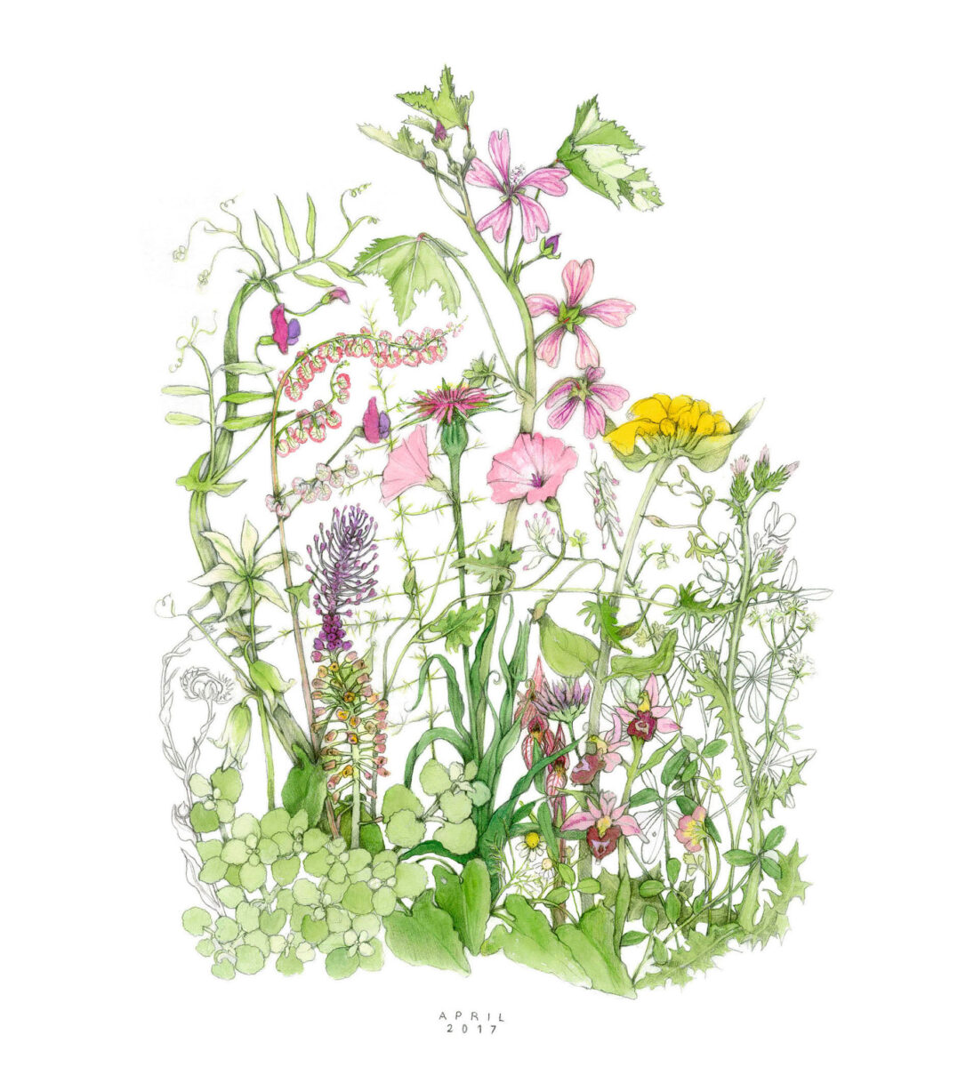 Σχέδιο της Τζούντιθ Άλλεν-Ευσταθίου από την έκδοση «Χαρτογραφώντας το μονοπάτι - Mapping the Walk». Πηγή εικόνας: ΑΠΕ-ΜΠΕ.