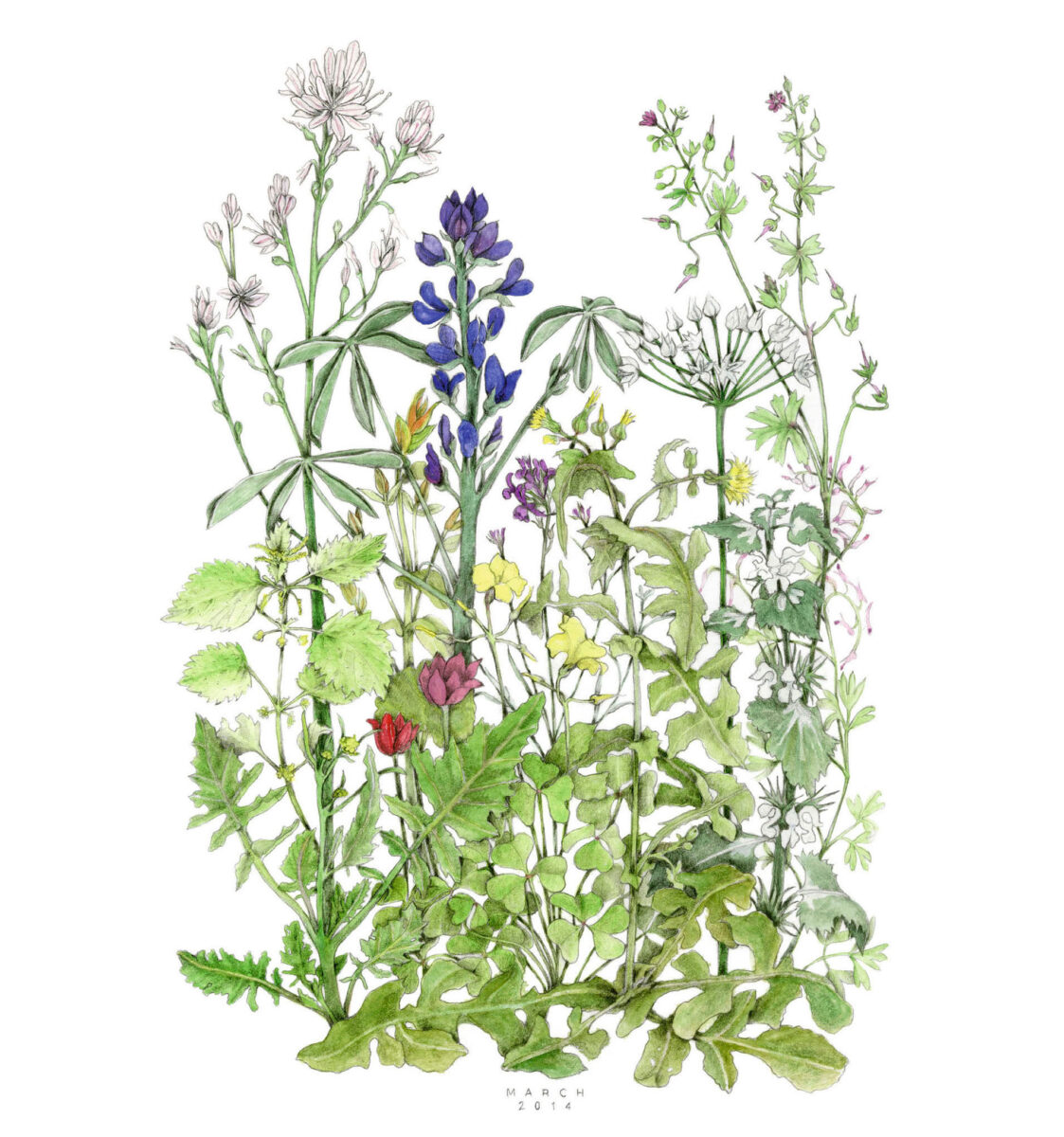 Σχέδιο της Τζούντιθ Άλλεν-Ευσταθίου από την έκδοση «Χαρτογραφώντας το μονοπάτι - Mapping the Walk». Πηγή εικόνας: ΑΠΕ-ΜΠΕ.