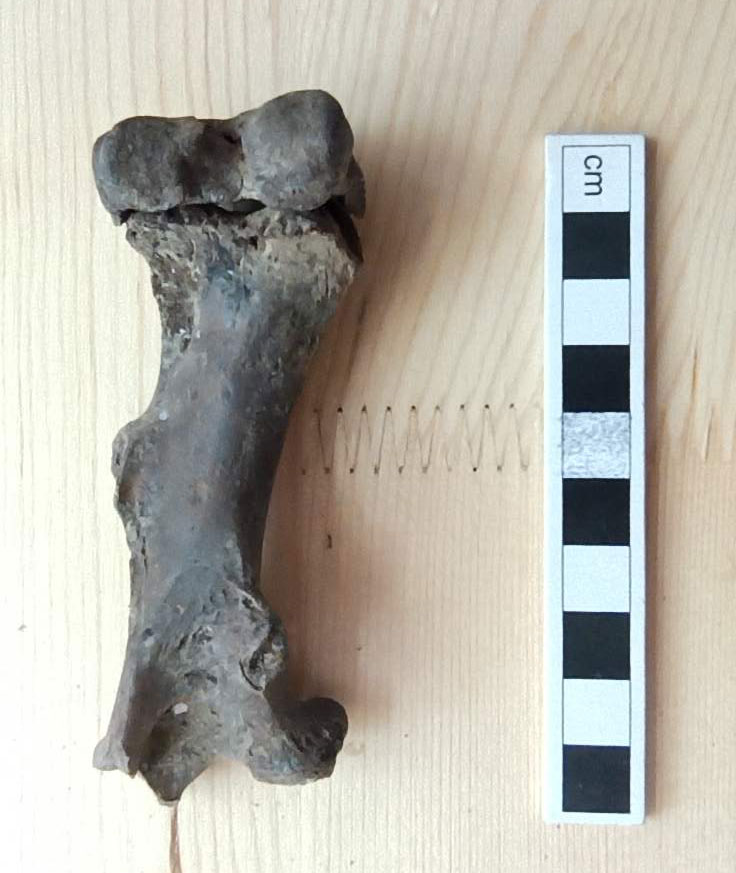 Απολιθωμένο οστό από πόδι κάστορα, από την ανασκαφή στο Δισπηλιό (φωτ.: Ν. Παναγιωτόπουλος / Β. Ισαακίδου).