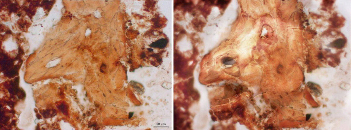 Βουκεφάλας. Από την έκθεση «Μετασχηματίζοντας το αόρατο: από την αρχαιολογική φωτομικρογραφία στην ψηφιακή ζωγραφική» στο Αρχαιολογικό Μουσείο Θεσσαλονίκης.