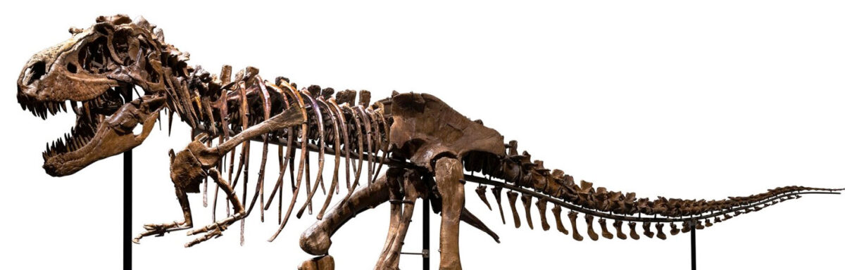 Ο Γοργόσαυρος ήταν ένα κορυφαίο σαρκοφάγο που ζούσε στις σημερινές δυτικές Ηνωμένες Πολιτείες και τον Καναδά κατά την Ύστερη Κρητιδική περίοδο (πηγή εικόνας: Sotheby's).