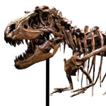 Σε δημοπρασία απολίθωμα δεινοσαύρου 76 εκατ. ετών