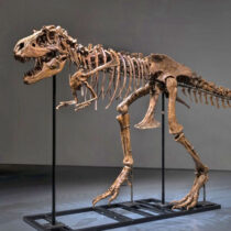 Σκελετός δεινοσαύρου πωλήθηκε έναντι 6,1 εκατ. δολαρίων