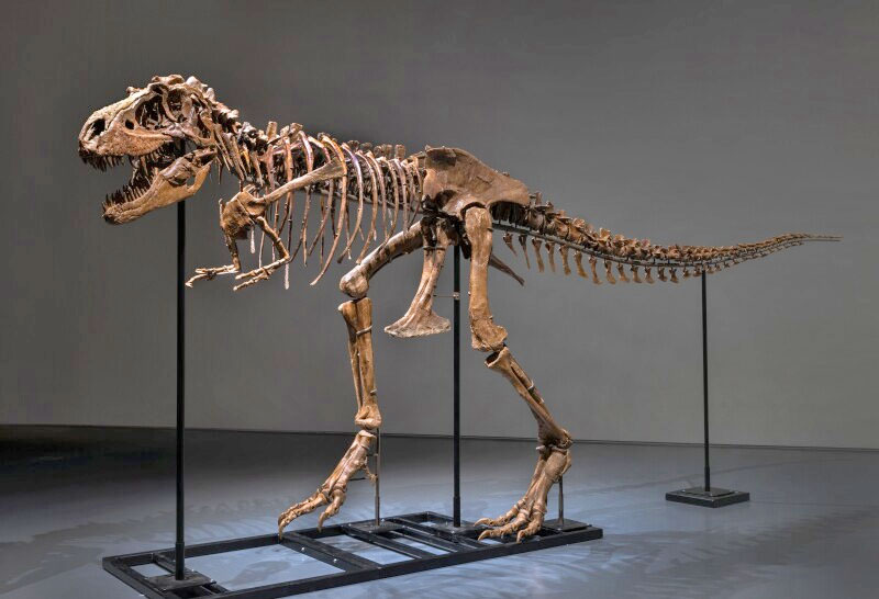 Ο σκελετός του Γοργόσαυρου που δημοπρατήθηκε από τον Οίκο Sotheby's (πηγή εικόνας: Sotheby's).