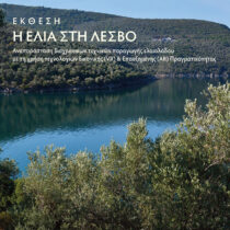 Η ελιά στη Λέσβο