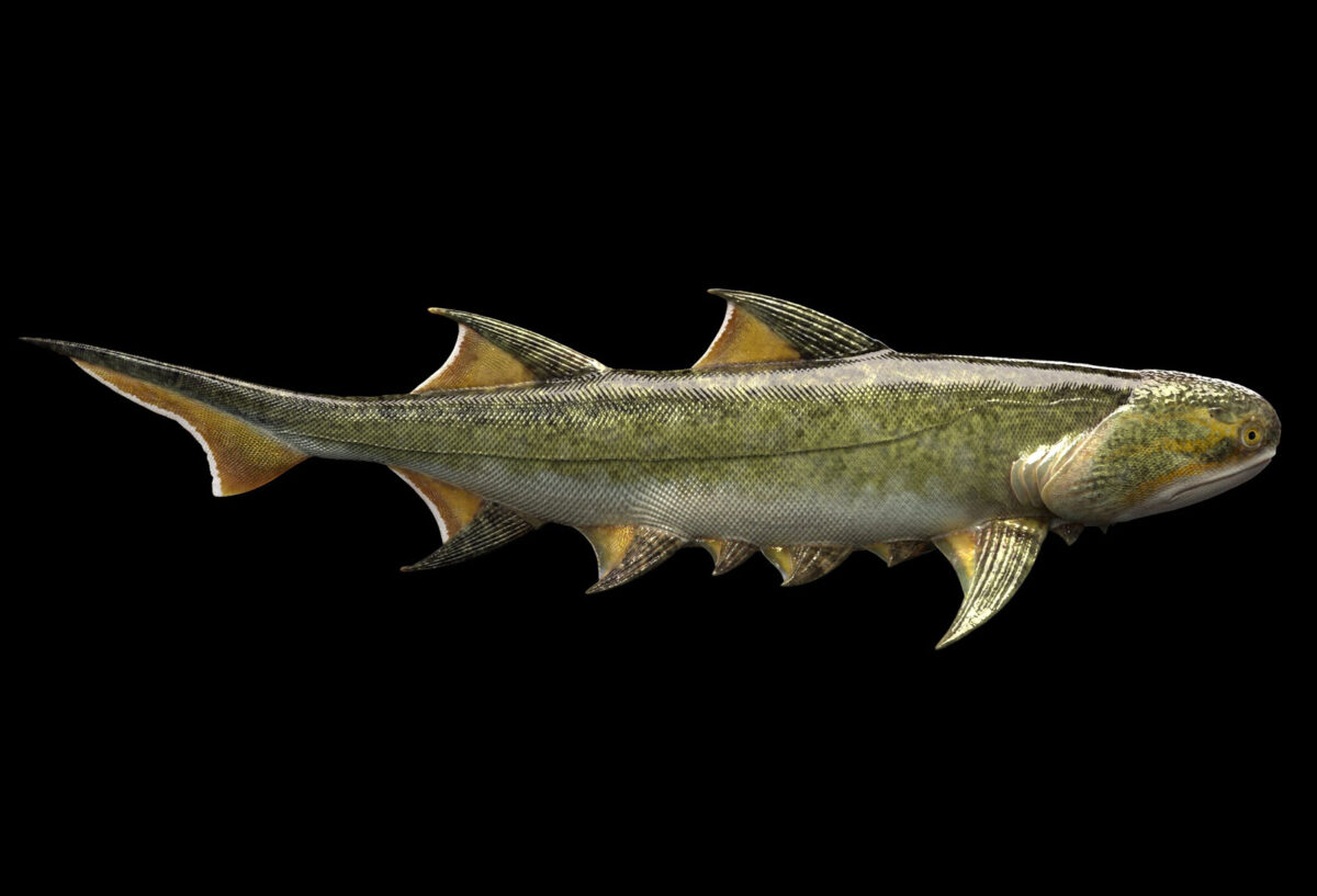 Σε απολίθωμα κινεζικού ψαριού, τα αρχαιότερα σαγόνια