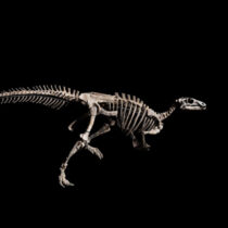 Σκελετός δεινοσαύρου δημοπρατείται στο Παρίσι