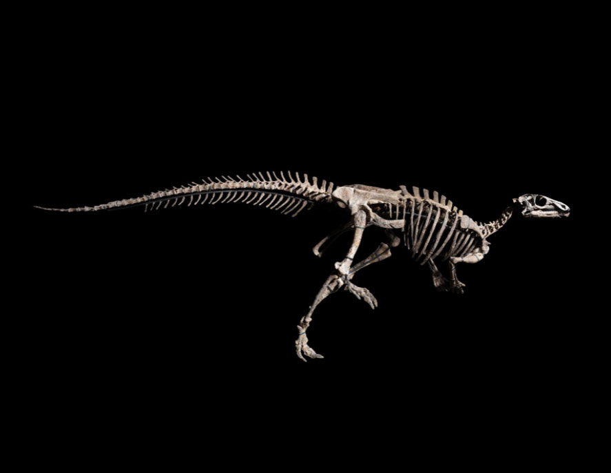 Σκελετός δεινοσαύρου δημοπρατείται στο Παρίσι