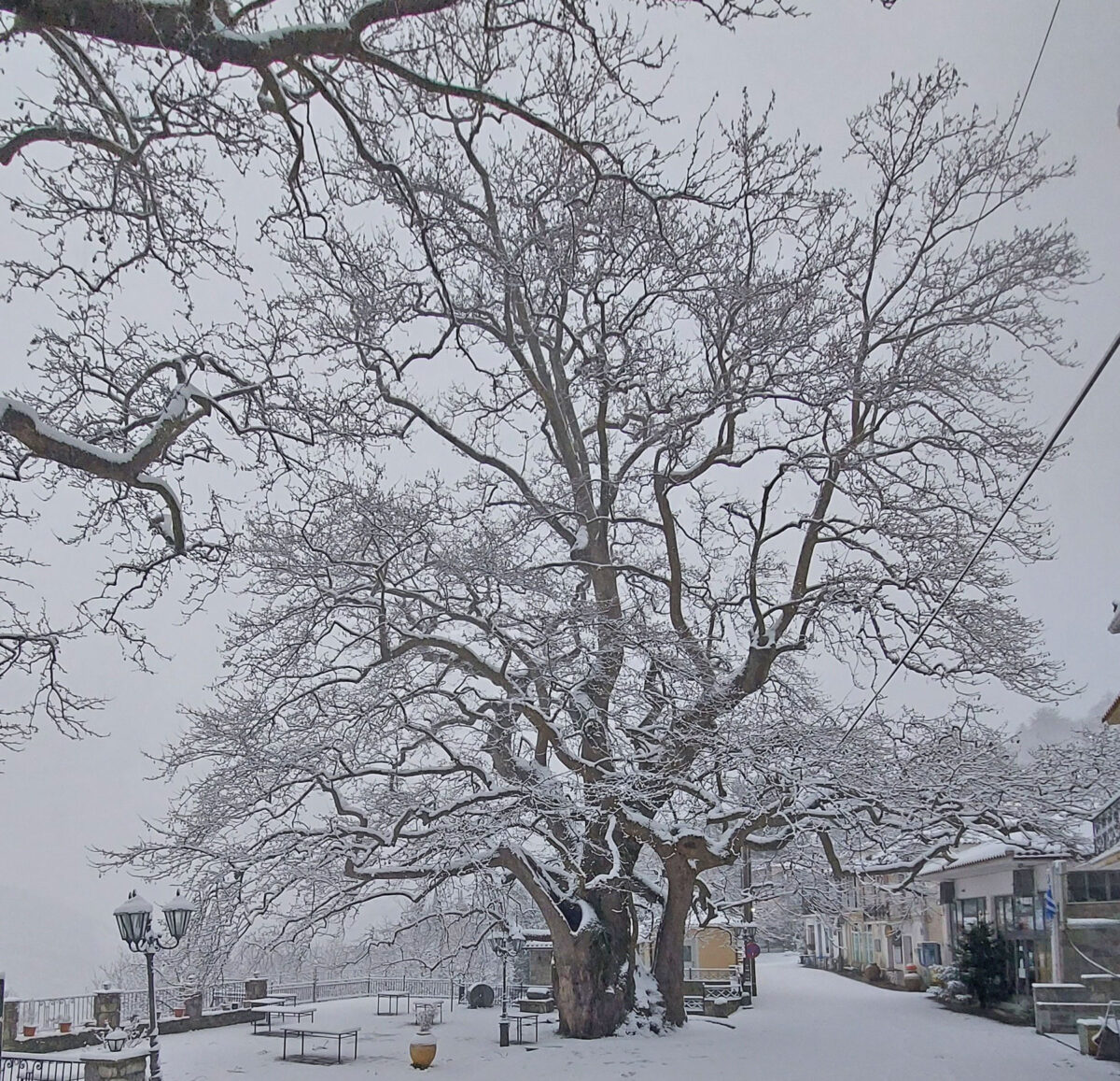 Πλάτανος στην Άρνα Λακωνίας (πηγή εικόνας: Ινστιτούτο Πολιτισμού Μεσσηνίας).