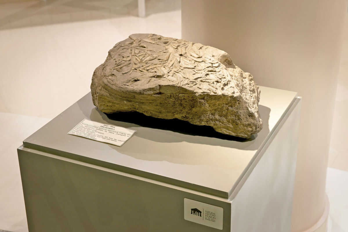 «Η ελιά στη Λέσβο» στο Ίδρυμα Ευγενίδου