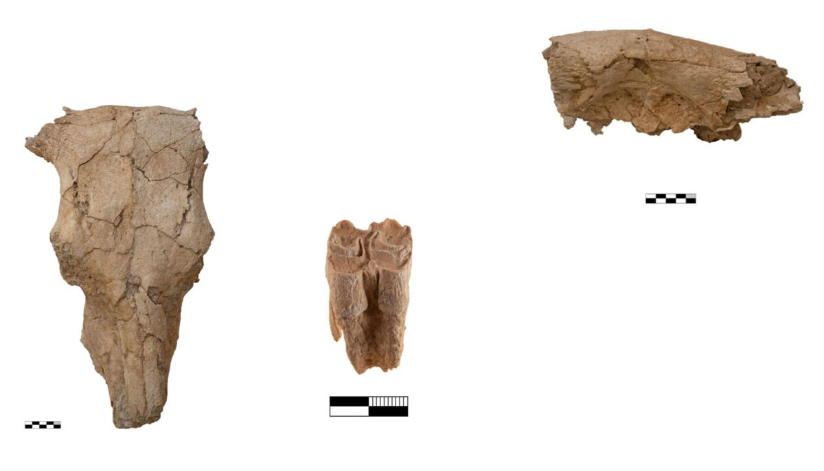 Η Μ. Τσιποπούλου μιλάει για τη θυσία ταύρου στο νεκροταφείο του Πετρά