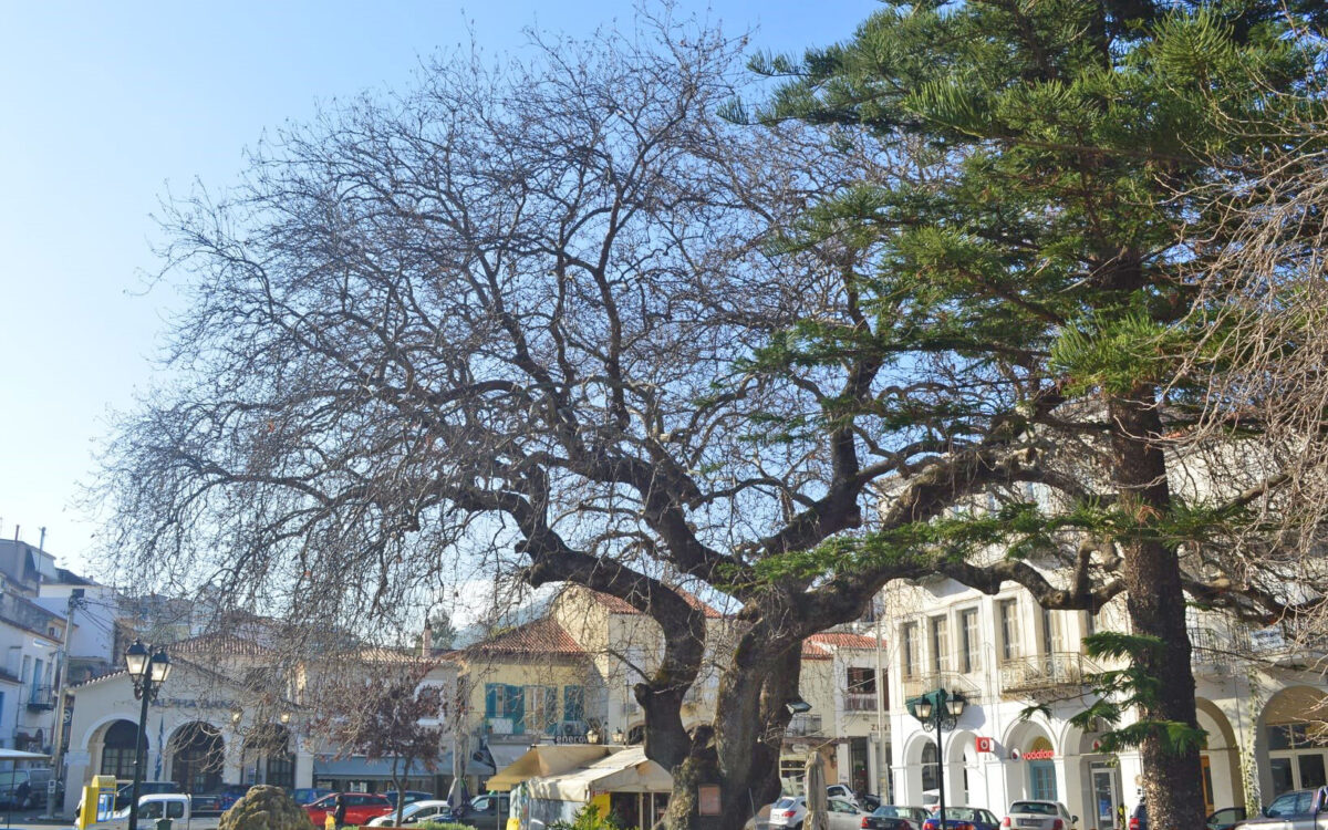 Πλάτανος στην Πύλο (πηγή εικόνας: Ινστιτούτο Πολιτισμού Μεσσηνίας).