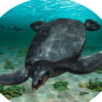 Απολίθωμα γιγάντιας αρχαίας θαλάσσιας χελώνας βρέθηκε στην Ισπανία