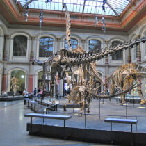 Σκελετός δεινόσαυρου ο νέος στόχος ακτιβιστών για το κλίμα