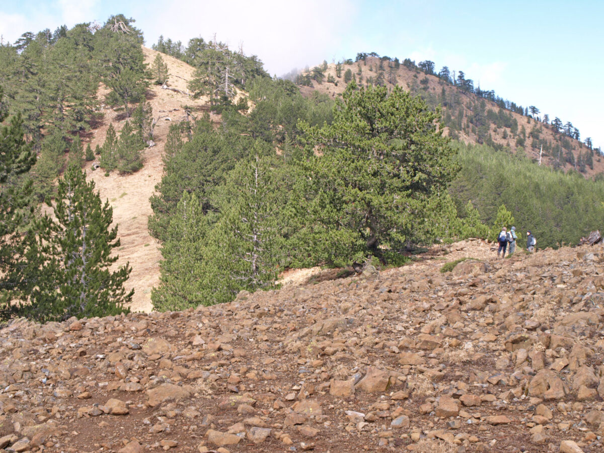 Επιφάνεια μιας τυπικής «μοραίνας». Φωτ.: ΑΠΕ-ΜΠΕ / Ν. Ευστρατίου.