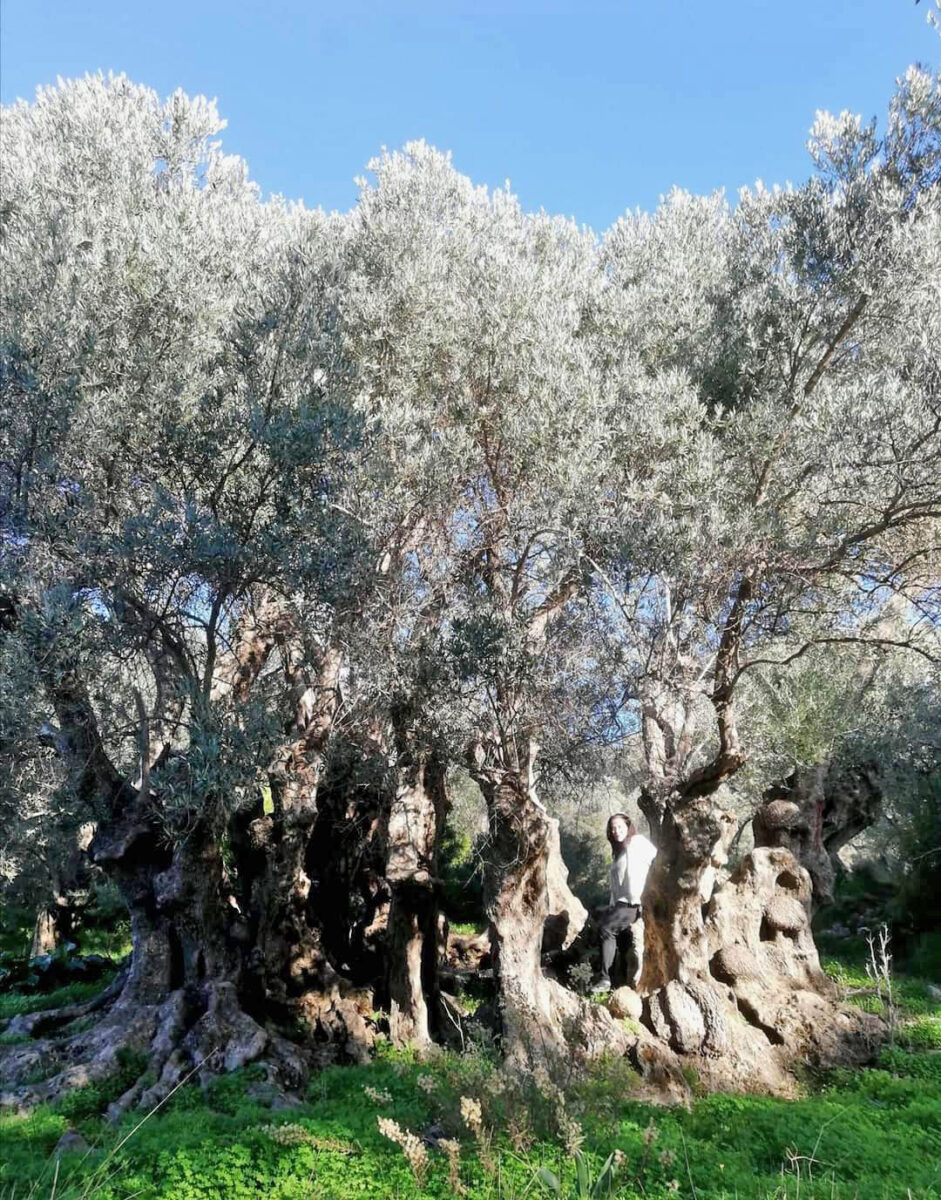 Μια νέα πρωτοβουλία για τα αρχαία ελαιόδεντρα της Κρήτης