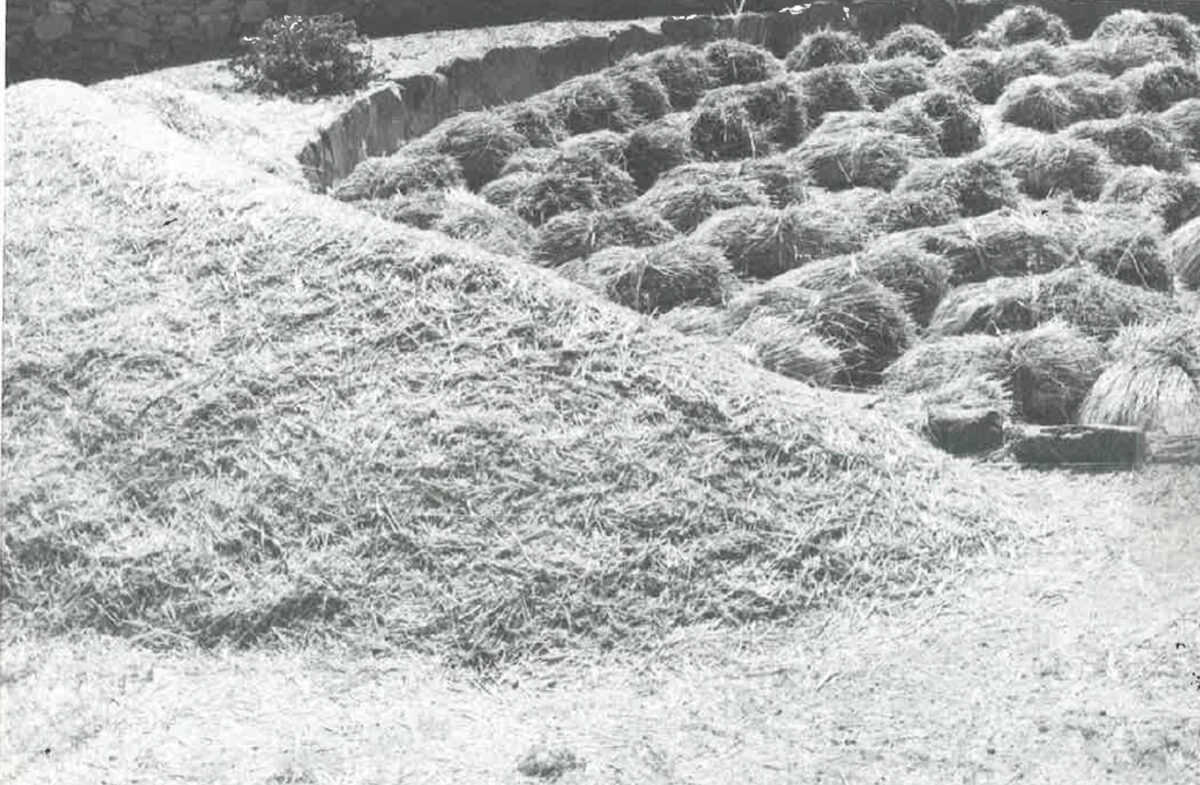 Εικ. 29. Αλώνι στη Μύκονο. Πηγή εικόνας: «Παραδοσιακές καλλιέργειες». Κατάλογος έκθεσης, Μουσείο Μπενάκη, Αθήνα 1978.