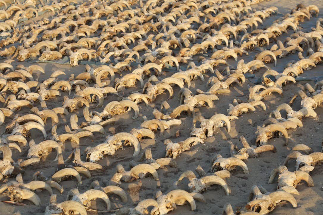 Χιλιάδες μουμιοποιημένα κεφάλια κριών βρέθηκαν στην Άβυδο