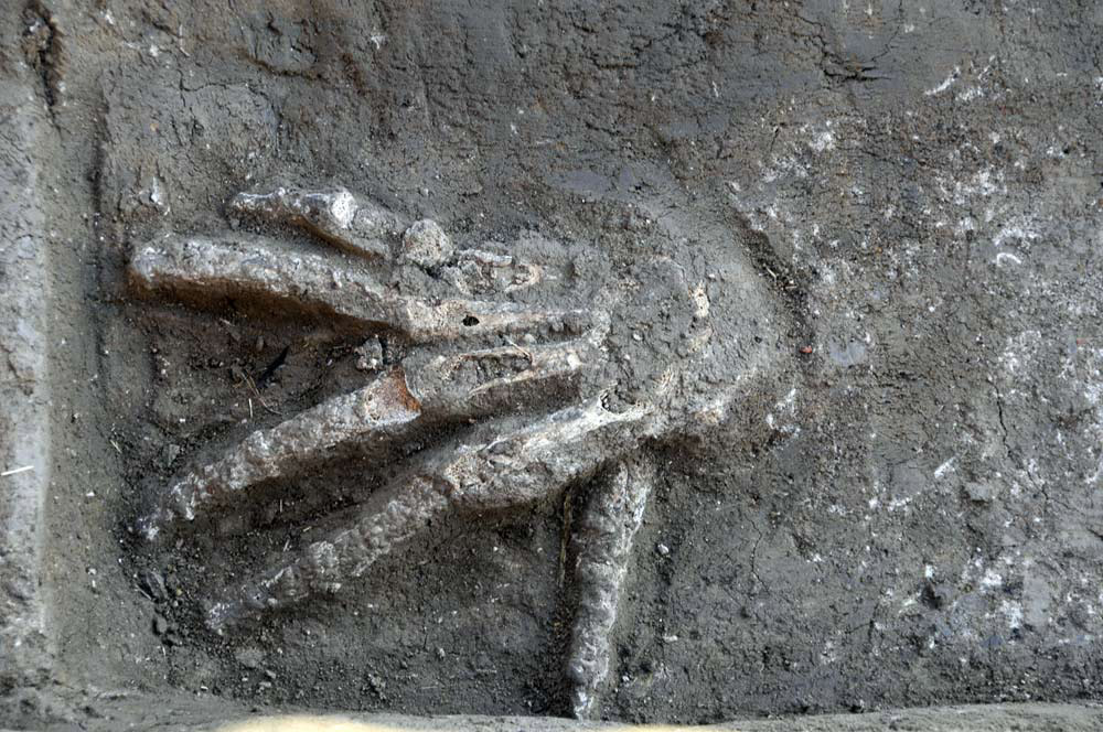 Ακρωτηριασμένο χέρι από το ανάκτορο της Άβαρης. Φωτ.: Axel Krause/ Αustrian Archaeological Institute.