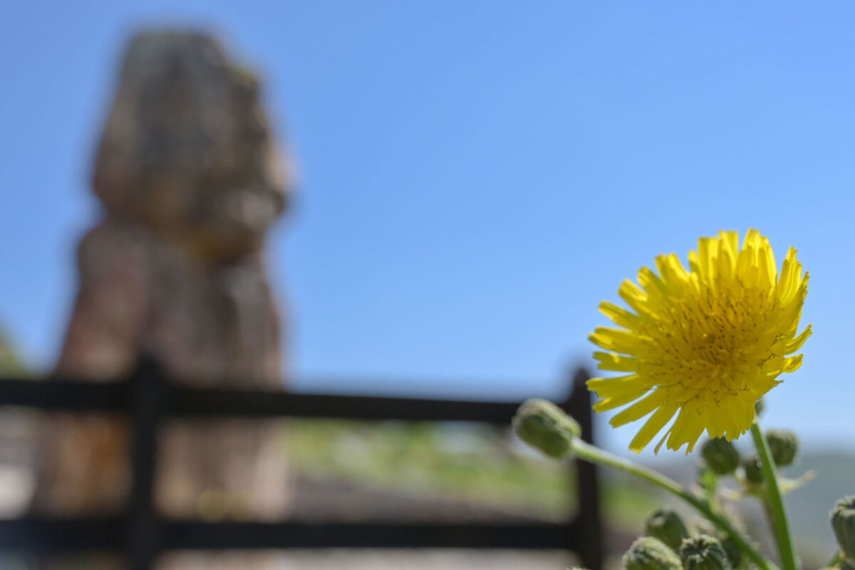 Στο Πάρκο Απολιθωμένου Δάσους της Λέσβου. Πηγή εικόνας: ΑΠΕ-ΜΠΕ.
