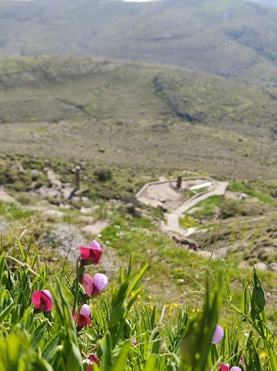 Αγριολούλουδα και απολιθώματα. Πηγή εικόνας: ΑΠΕ-ΜΠΕ.