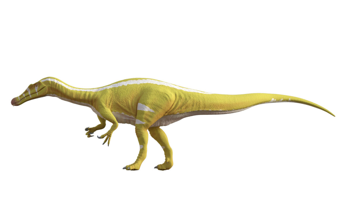 Αναπαράσταση του νέου δεινόσαυρου Protathlitis cinctorrensis. Φωτ.: Grup Guix.