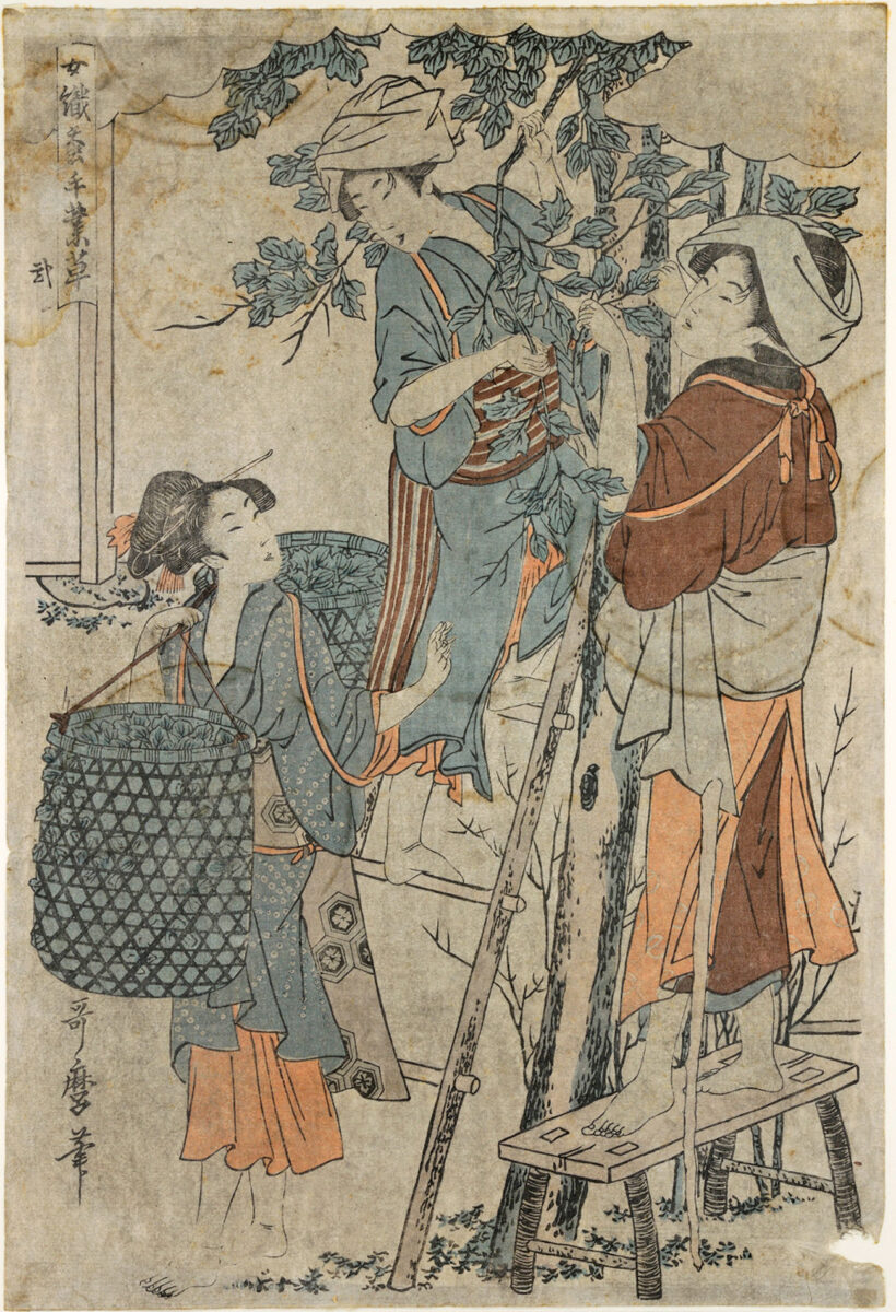 «Μαζεύοντας φύλλα μουριάς», έγχρωμη ξυλογραφία (oban) του Kitagawa Utamaro. © Μουσείο Ασιατικής Τέχνης Κέρκυρας. Πηγή εικόνας: ΠΙΟΠ.