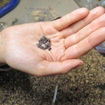 Αρχαίοι σπόροι σταφυλιών που καλλιεργούνται για τουλάχιστον 1.100 χρόνια