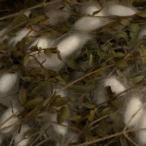 Οι κουκουλένιοι σταυροί