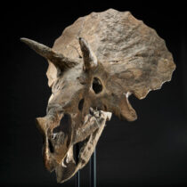 Σε δημοπρασία κρανίο Τρικεράτοπα