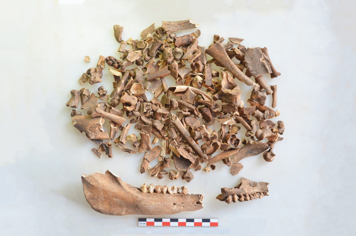 Εικ. 17. Οστά (και γνάθοι) μικρών χοίρων. Ψηφιακή επεξεργασία εικόνας: Εύα Κολοφωτιά.