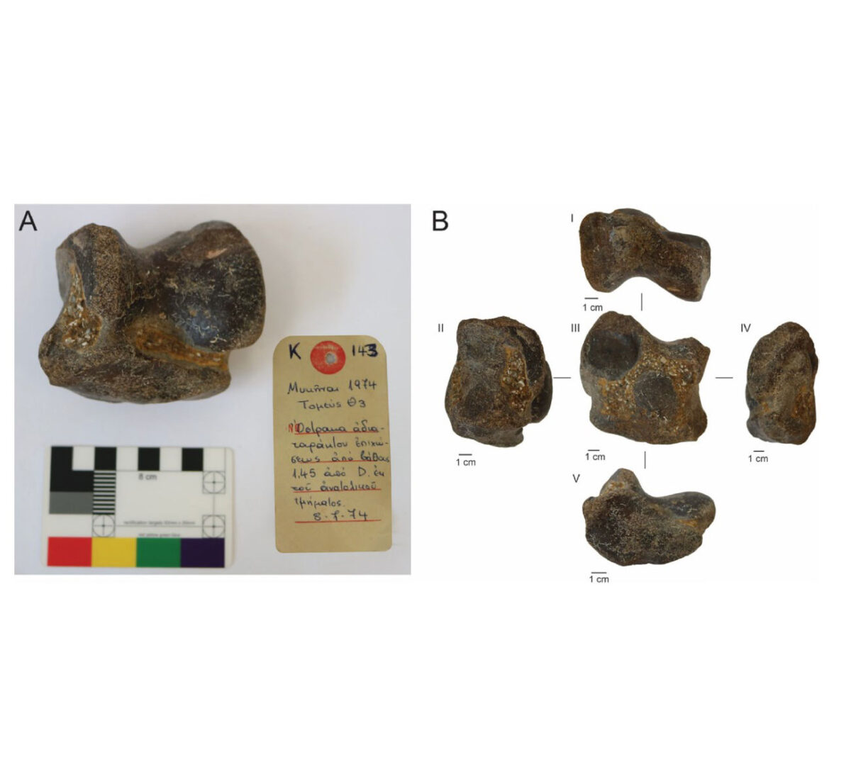 Ένας… ρινόκερος από την Εποχή των Παγετώνων στις Μυκήνες