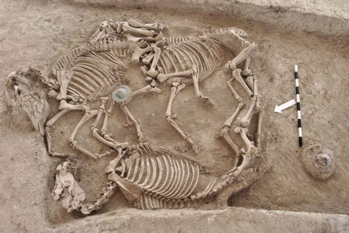 Ταφή βοηθητικών αλόγων που συνόδευσαν τη νεκρώσιμη πομπή. Πηγή εικόνας: ΥΠΠΟ.