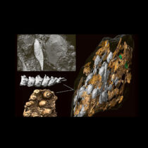 Πώς κυριάρχησαν οι δεινόσαυροι στη Γη;