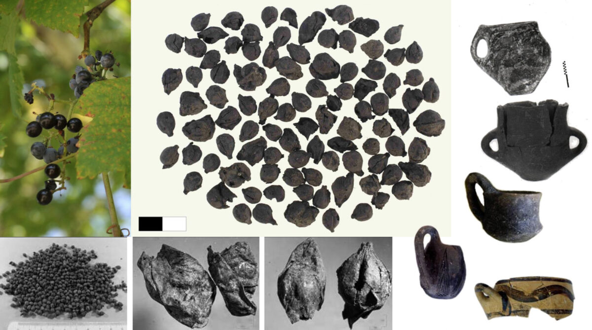 Οίνος, το δώρο της αμπέλου στην προϊστορική Βόρεια Ελλάδα