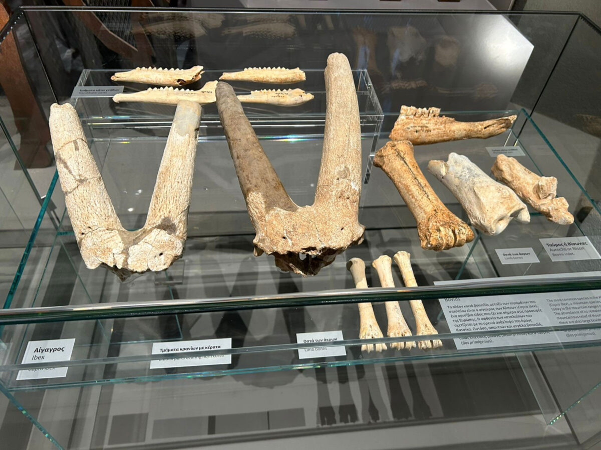 Στο Μουσείο του Σπηλαίου Πετραλώνων. Πηγή εικόνας: ΥΠΠΟ.