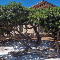 Το μαστιχάκι μας: ανακαλύπτοντας τη φύση