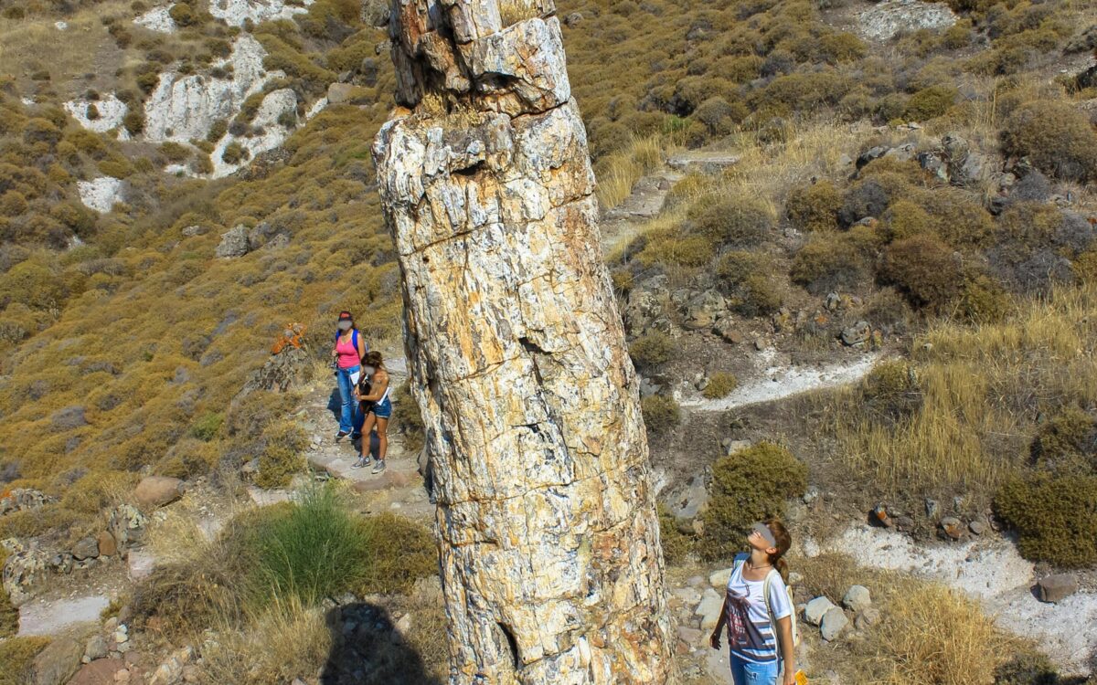 Στη θέση «Μπαλή Αλώνια» βρίσκεται ο ψηλότερος ιστάμενος απολιθωμένος κορμός στον κόσμο, το ύψος του οποίου φτάνει τα 7,2 μέτρα και η περίμετρός του τα 8,5 μέτρα. Πηγή εικόνας: lesvosgeopark.gr.