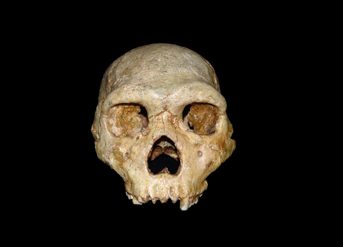 Ευρήματα σπηλαίου Πετραλώνων: Η Εφορεία Παλαιοανθρωπολογίας-Σπηλαιολογίας απαντά στο ΑΠΘ