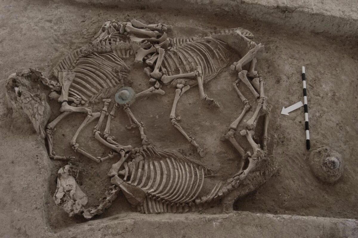 Μικρή Δοξιπάρα-Ζώνη. Ταφή αλόγων Β.  Πηγή εικόνας: ΥΠΠΟ.