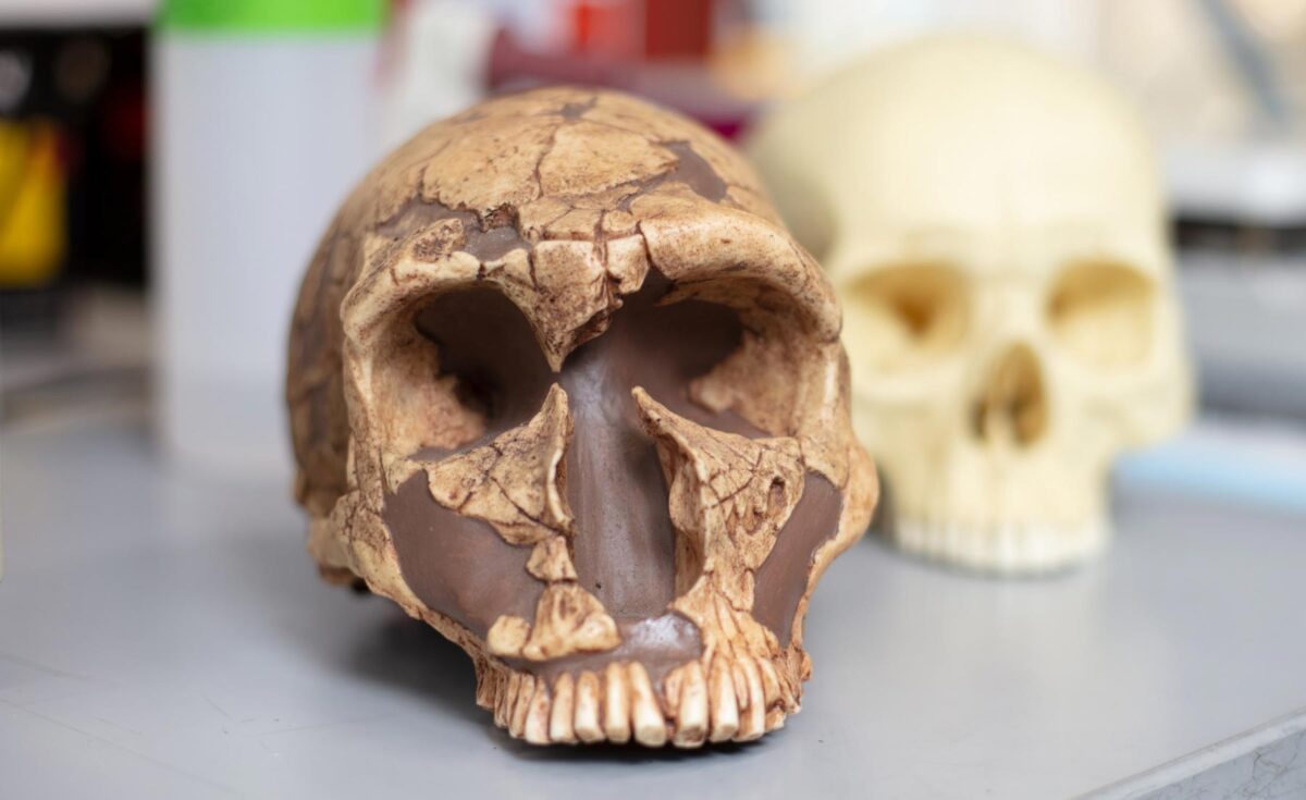 Οι πρόγονοι του ανθρώπου εκτέθηκαν σε μόλυβδο πριν από δύο εκατ. χρόνια